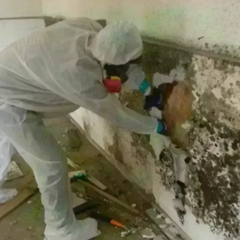 Mold Remediation and Removal in Burns, OR